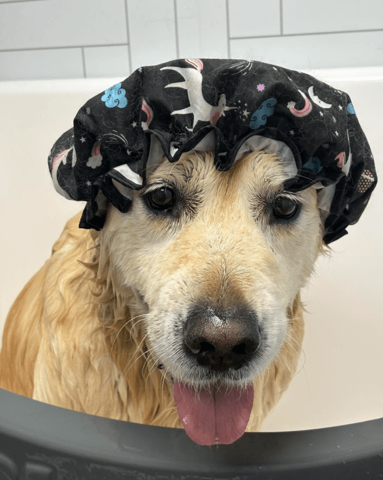 A dog groomed by JJ: in the bath, shower cap on