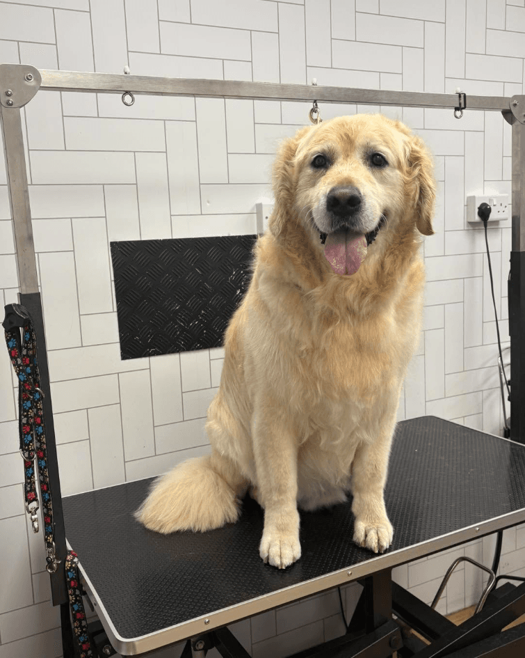 A golden retriever, bathed, dried, brushed, scissored and finished