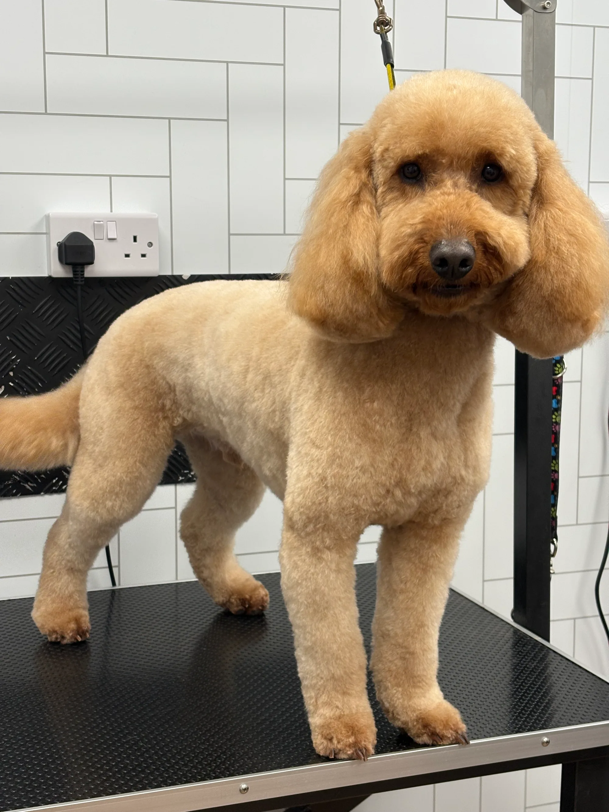 A dog groomed by JJ: A soft teddy cut trim.
