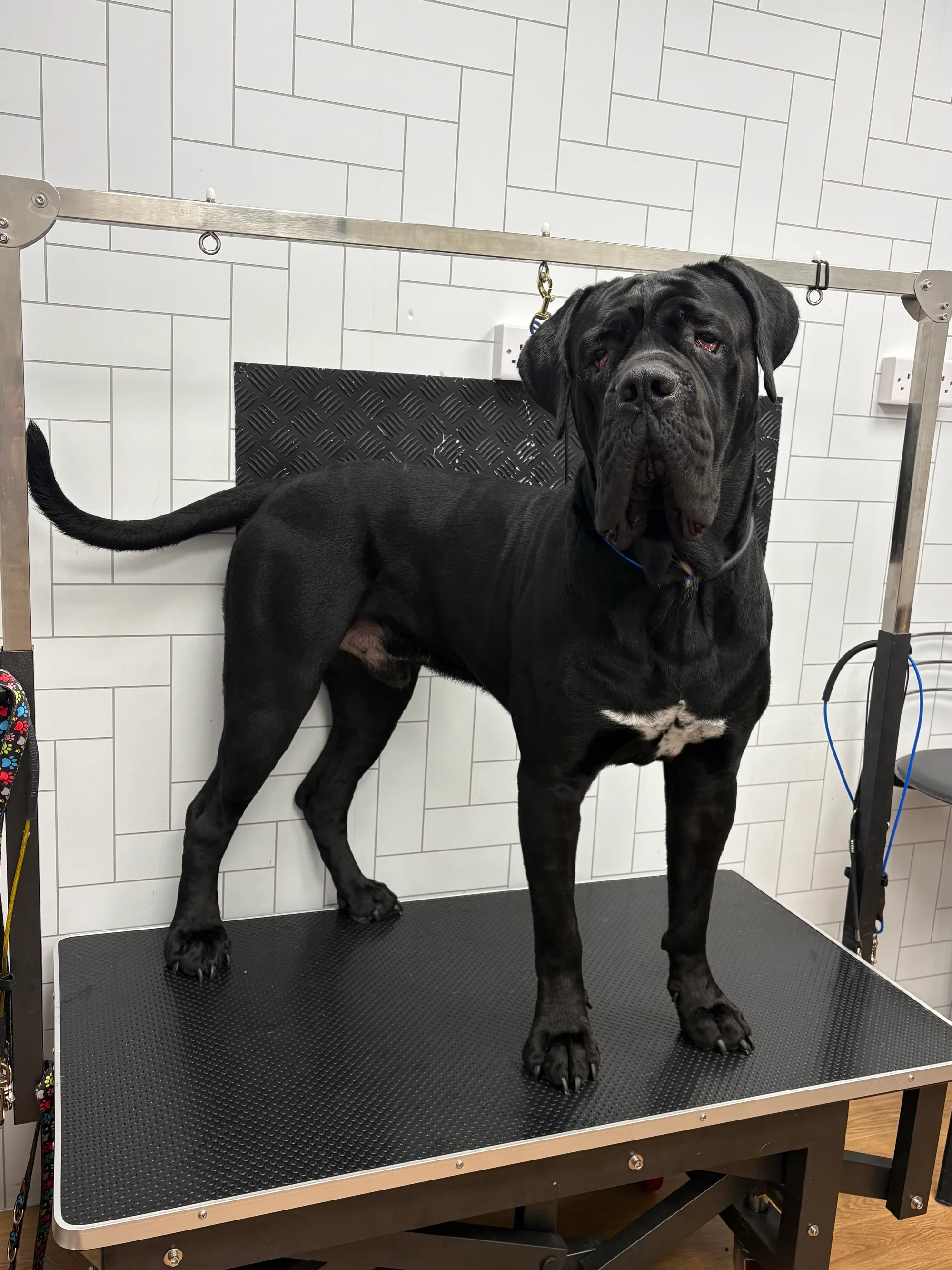 A dog groomed by JJ: happy on the table