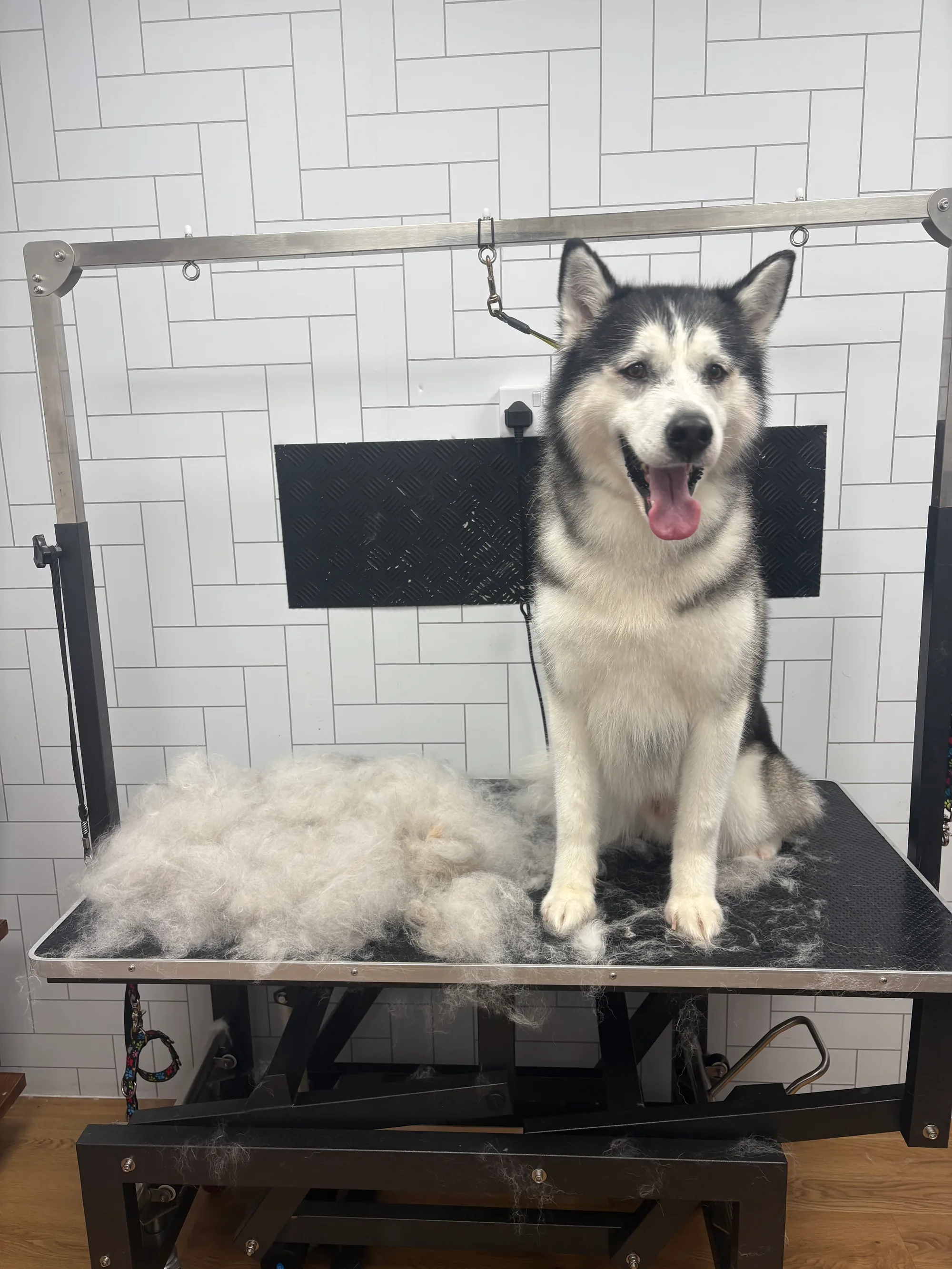 A dog groomed by JJ:
