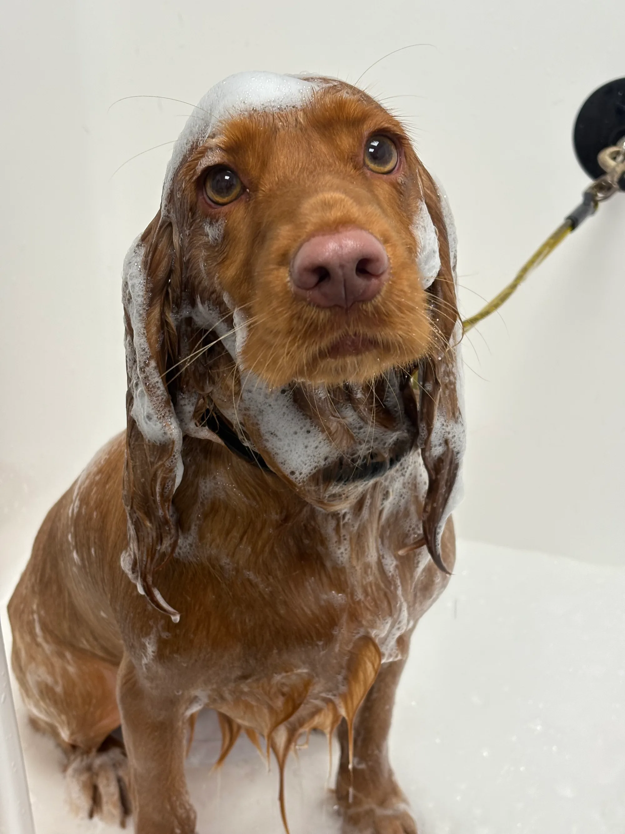 A happy dog in the bath.