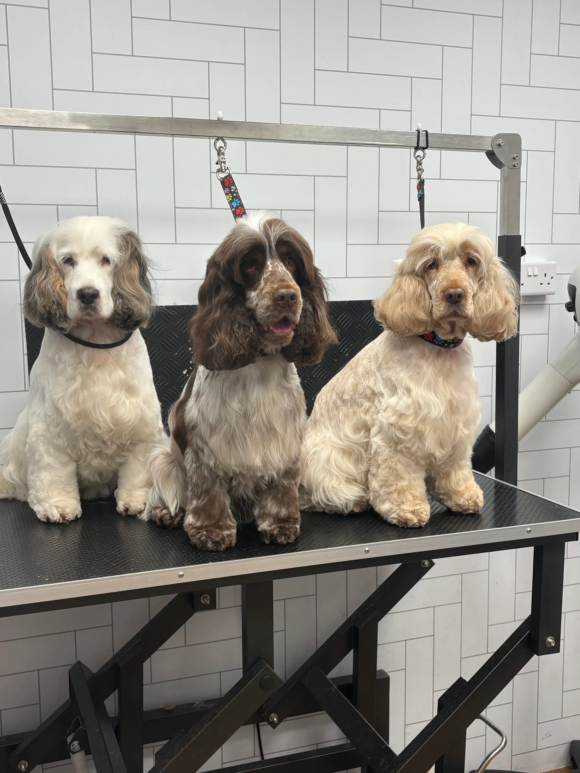 Jack, lucien & Lottie all freshly groomed